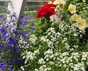 Red, white, blue & gold flowers in a greenhouse